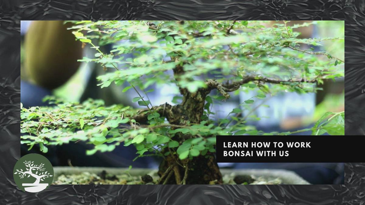 'Video thumbnail for Bonsai Hobby Is Amazing 7'