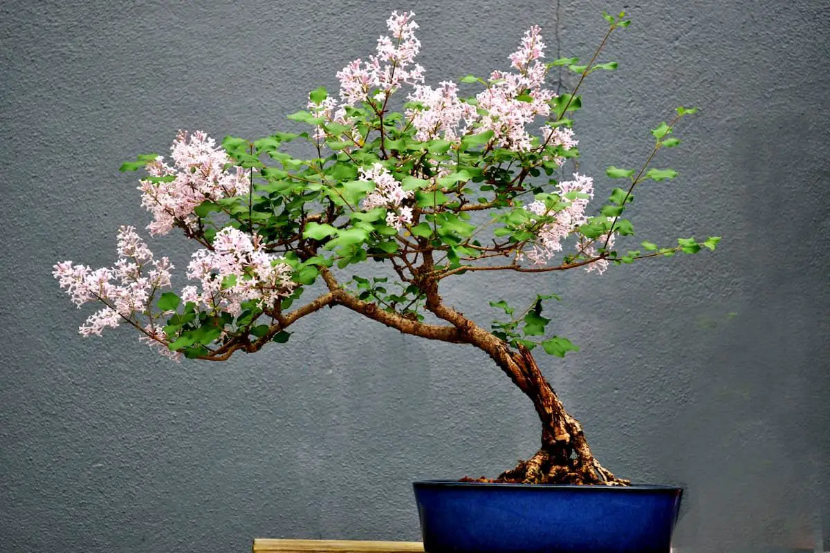 Bonsai Tree Growth with beautifl white/pink flowering