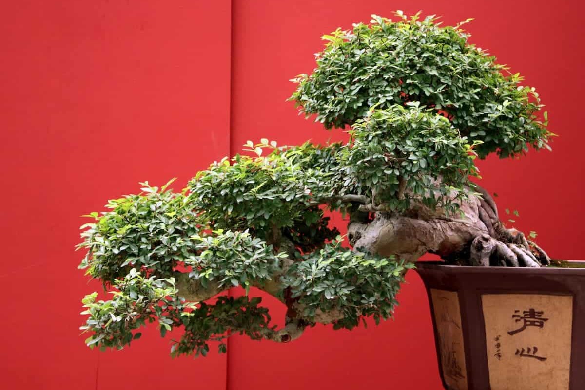 Beautiful japan old bonsai with traditional pot