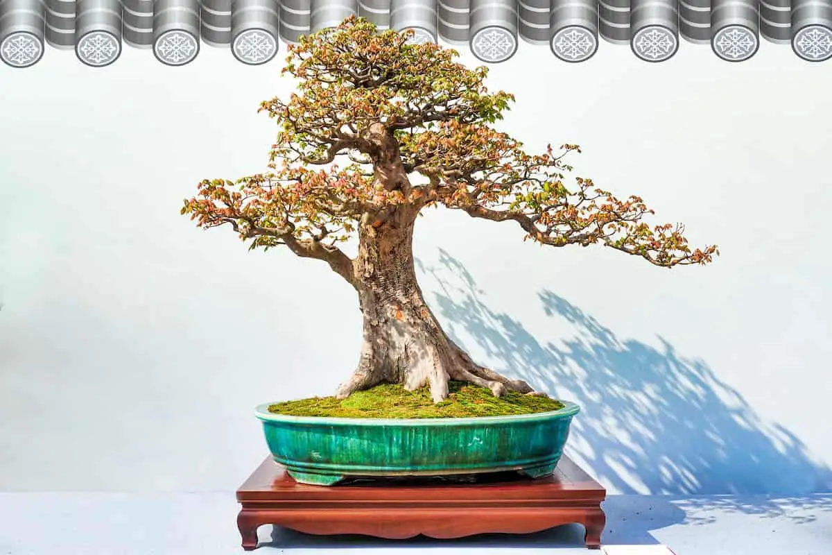 Bonsai potted landscape pomegranate tree