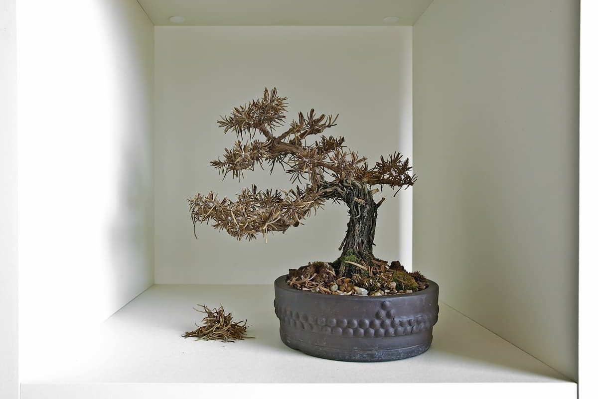 dead bonsai sits on a square white shelf