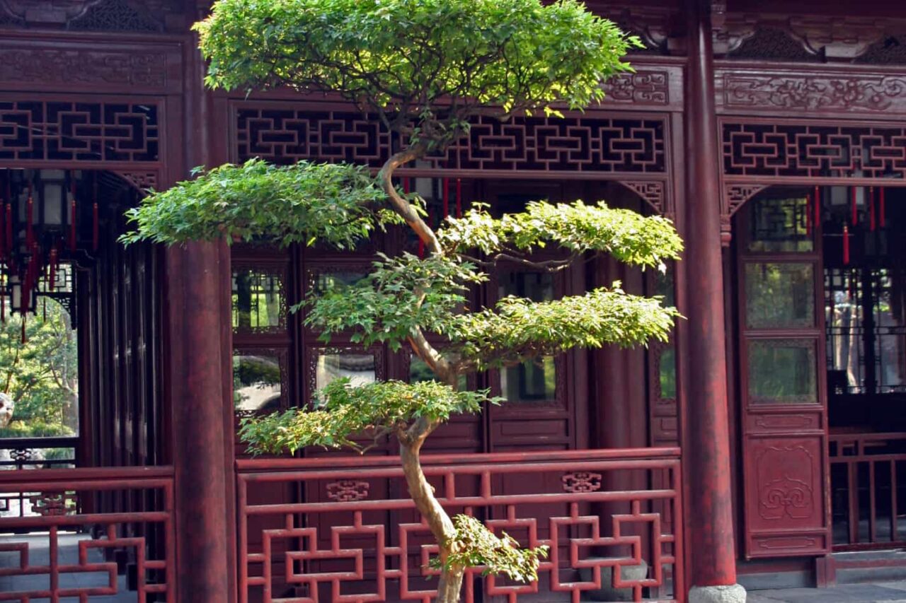 Bonsai Size (How Big Do Bonsai Trees Grow)