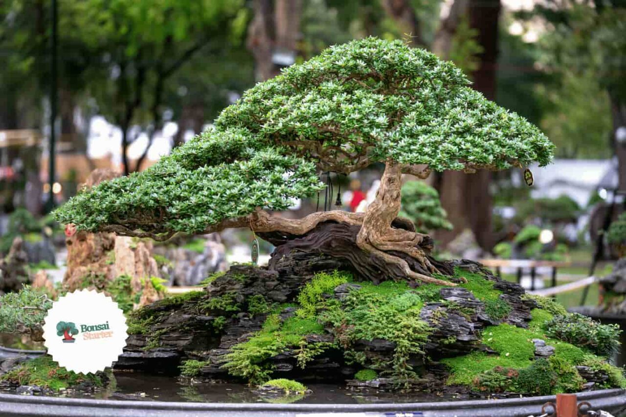 Beautiful bonsai on a table with very clean thick branches