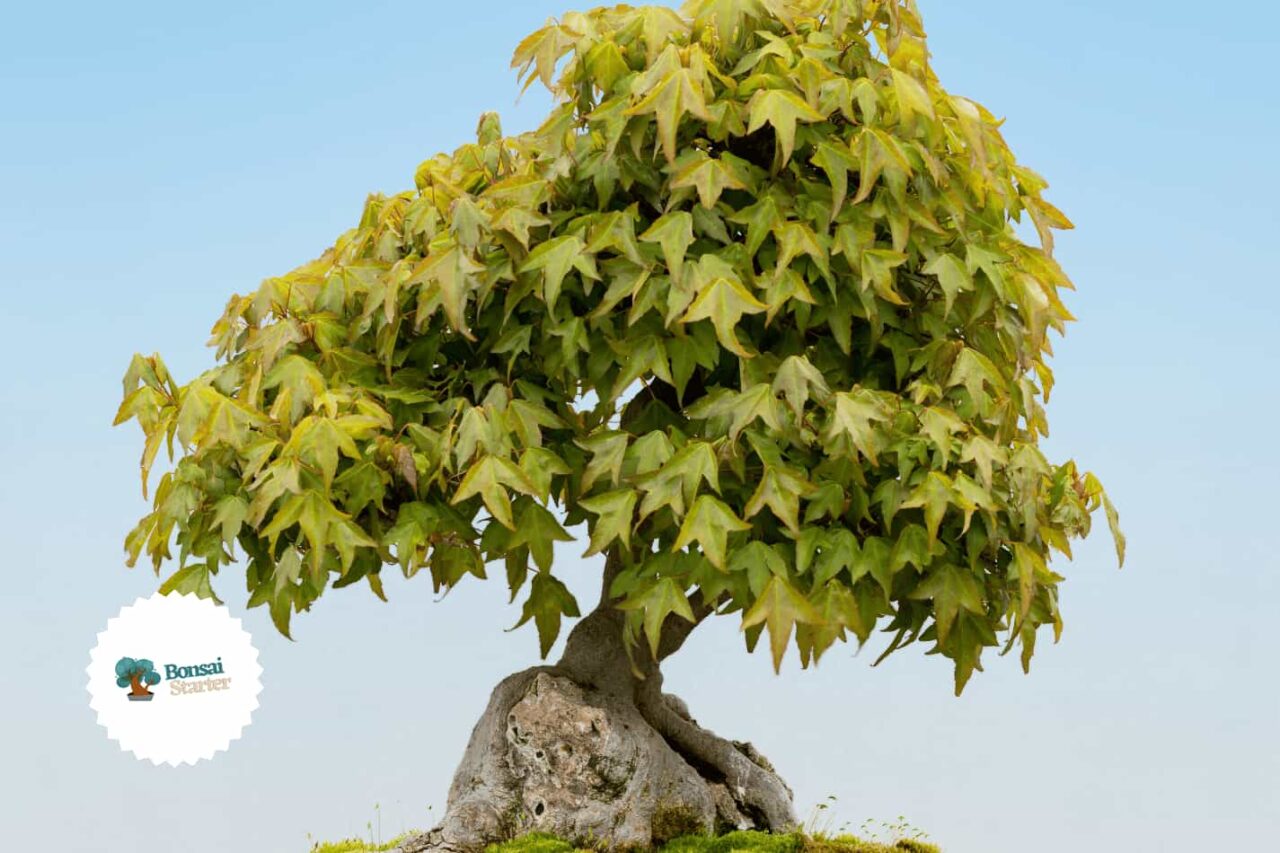 Nice looking bonsai trident maple